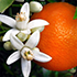 Цветы апельсина