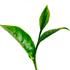 экстракт листьев зеленого чая активные ингредиенты meillume